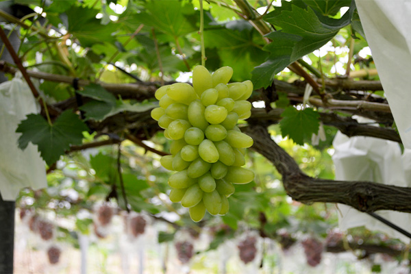 ゴールドフィンガー