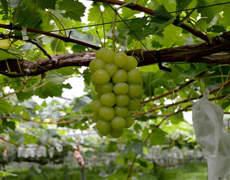 雄宝（ゆうほう）