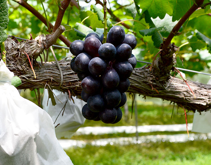 ナガノパープル