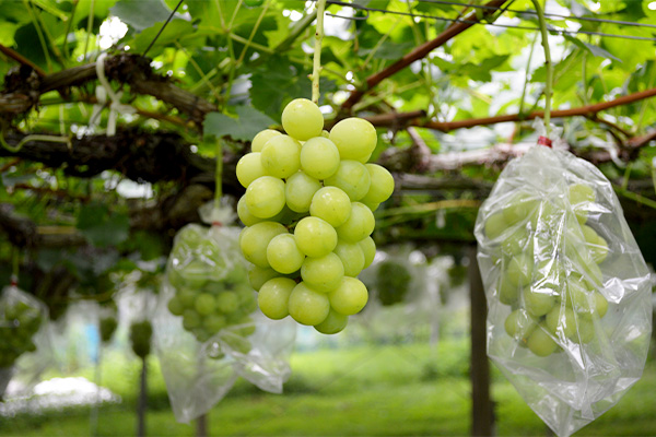 ロザリオビアンコ