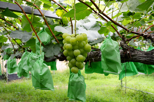 瀬戸ジャイアンツ