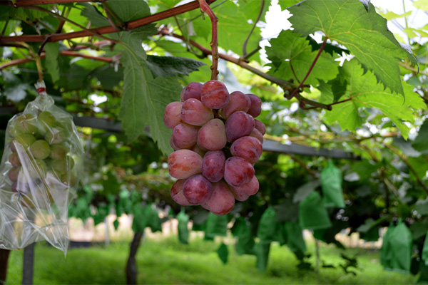 バイオレットキング