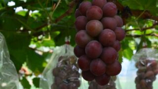 9月25日より急遽スタート！クイーンニーナのぶどう狩り