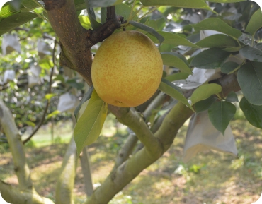 甘太（かんた） の販売・梨狩りは終了いたしました。